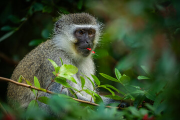 Vervet monkey in a tree eating red berries