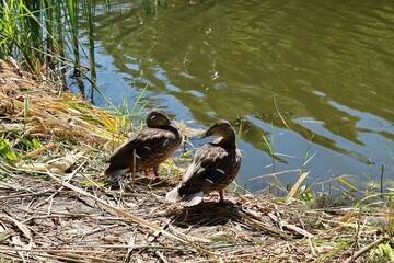 Two cute wild ducks relaxing by the river near the water's edge. The beauty of nature.