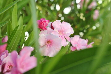 pink flowers in the garden