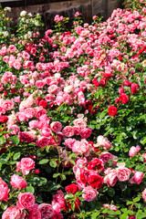 Beautiful roses on flower bed in a garden