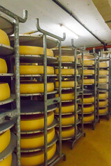 Cheese dairy plant warehouse with shelves stacked with cheese