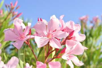 Obraz premium pink flowers in spring