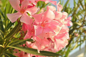 pink oleandr on a blue background