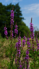 Lythrum salicaria - purple loosestrife, purple lythrum on green meadow