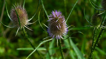wild teasel seeds close up on the green background