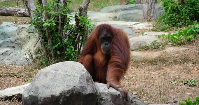 Orangutans, great apes, tropical forests. Sad or sleepy expressive Orangutan. Close-up