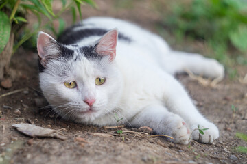 A funny black and white cat will look with interest somewhere lying on the ground in the floor of a position with the possibility of a quick rush to the prey. Wild animals rest after a hearty meal