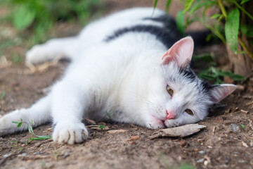 A funny black and white cat will look with interest somewhere lying on the ground in the floor of a position with the possibility of a quick rush to the prey. Wild animals rest after a hearty meal.