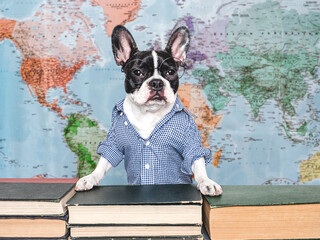 Cute puppy against the background of a geographical map of the world. Close-up, indoors, studio shot. Isolated background. Concept of care, education, obedience training and raising of pets