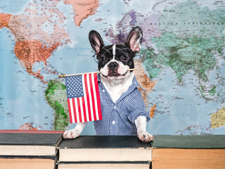 Cute puppy against the background of a geographical map of the world. Close-up, indoors, studio shot. Isolated background. Concept of care, education, obedience training and raising of pets