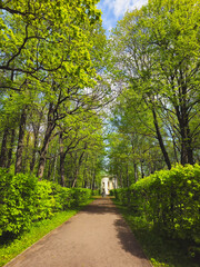 Walkway in the spring the park, blue sky. Vertical view.