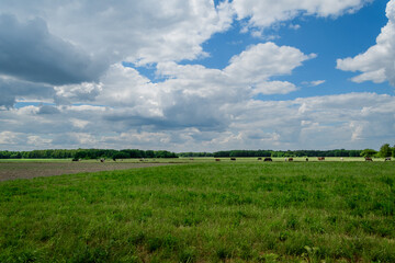 Krajobraz na wsi, chmury kłębiaste w słoneczny dzień nad polami uprawnymi
