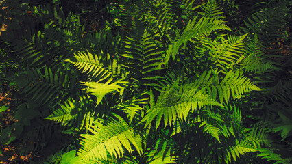 Fern leaves in the forest, illuminated by sunlight