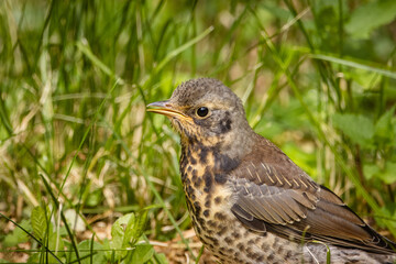 Close-up a Fieldfare chick in the green grass on a sunny summer day. 