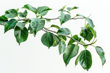 A close-up of a green branch against a pure white background, perfect for use in designs and graphics where a pop of green is needed