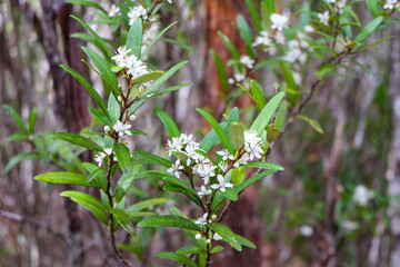 A short bush walk, Mount Wellington, Hobart, Tasmania , wild flower