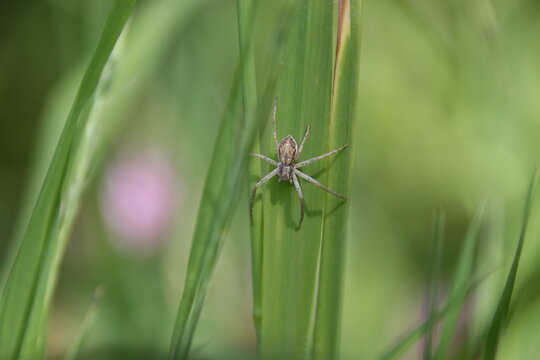 Spinne