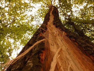 A long thin strip of tree bark torn off by a lightning discharge stretches along the trunk of the...