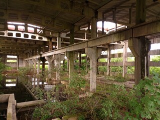 It is old to leave the premises of one of the quiet industrial facilities in which trees grow among concrete supports. Throw a large concrete building in the middle of the forest.