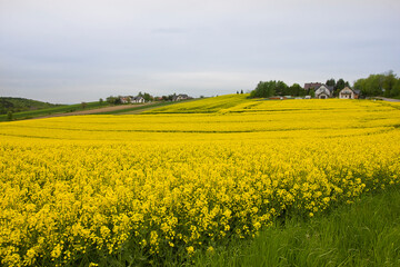 field of yellow rapeseed in bloom against a cloudy sky