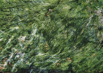 Algae on a stone in the water of the Azov brain, top view. Natural background of marine flora.