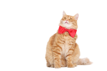 Surprised cat with open mouth on a white background. Domestic ginger Cat looking up.  Animal theme. Studio shot of a feline. Copy space. Cat with a red bow sits on a white background. 