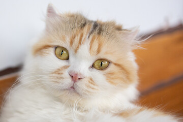 Scottish Fold Cat  is sitting comfortably in the living room.The Scottish Fold is a distinctive breed of domestic cat.