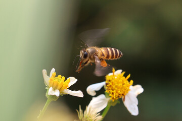 bee collecting pollen. Worker bees are searching for nectar in wild flowers makes the pollen of flowers stick to the body. and helps in pollinating
