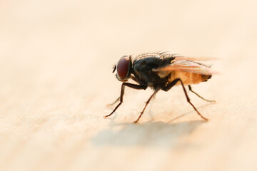 Fly or housefly looking for food. Flies are carriers of various diseases such as food poisoning, dysentery, cholera.