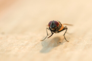 Fly or housefly looking for food. Flies are carriers of various diseases such as food poisoning, dysentery, cholera.