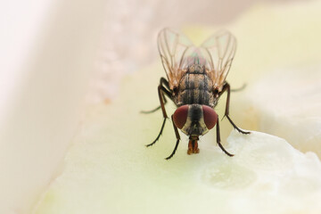 Fly or housefly looking for food. Flies are carriers of various diseases such as food poisoning, dysentery, cholera.