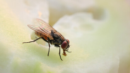 Fly or housefly looking for food. Flies are carriers of various diseases such as food poisoning, dysentery, cholera.