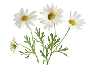 Marguerite Daisy flower isolated on the white background