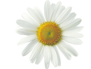 Marguerite Daisy flower isolated on the white background