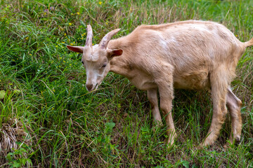 A goat is peacefully munching on grass in a lush field
