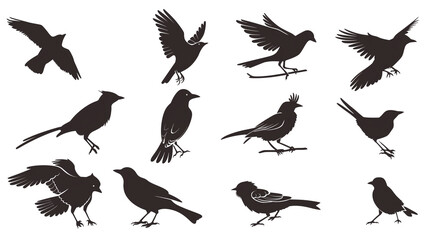 Collection of bird silhouettes in various poses, flying, perching, and standing postures of different species shown as black shapes, isolated on blank transparent white background