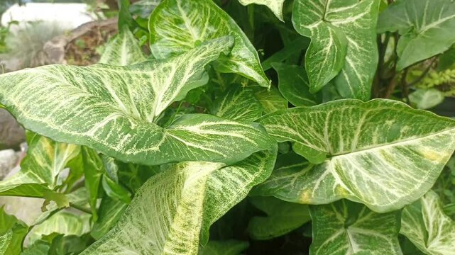 Arrowhead plant or Syngonium podophyllum Schott Araceae
