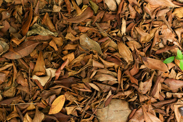 bicycle wheel with autumn leaves on the ground. dry leaves on the ground, top view, background texture.