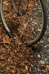 bicycle wheel with autumn leaves on the ground. dry leaves on the ground, top view, background texture.