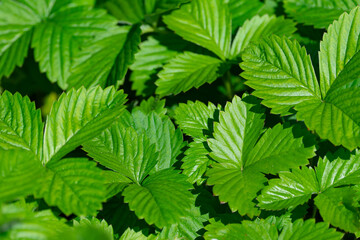 young green leaves and berries of strawberries on a sunny day