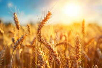 Fototapeta premium Ripe cereal grains in field. Wheat field. Rural Scenery under Shining Sunlight