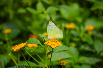 Beautiful butterfly with light yellow color wings amid green leaves and yellow flower plant. Picture clicked near Chennai, Tamil Nadu, South India, India