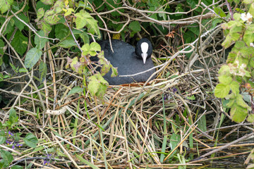 brooding Eurasian coot (Fulica atra) in nest