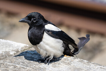 Eurasian magpie (Pica pica) injured in leg on platform