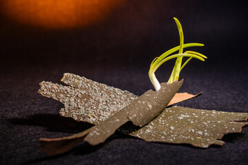 Zwiebeln, Keime, Baumrinde, Tabletop, Stilisiert, Stillleben,