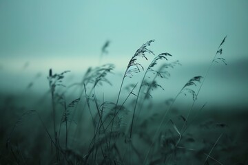 Obraz premium A field of tall grass swaying in the wind, with a soft, misty background. The image has a muted, dreamlike quality.