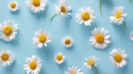 Fototapeta premium Daisy Sticker Set: Beautiful Blue Background for a Vibrant Look on White Background