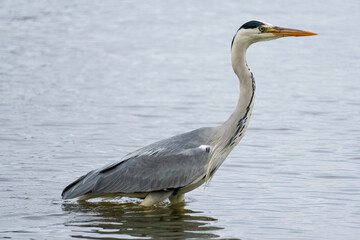 grey heron (Ardea cinerea) wades through the water on the shore of the Ijsselmeer in the Netherlands