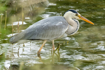 grey heron (Ardea cinerea) hunting for food on the shore of the Ijsselmeer in the Netherlands