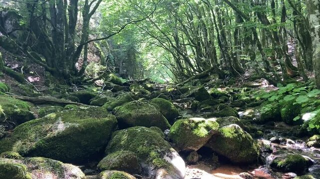 Rivi&egrave;re de for&ecirc;t dans les C&eacute;vennes